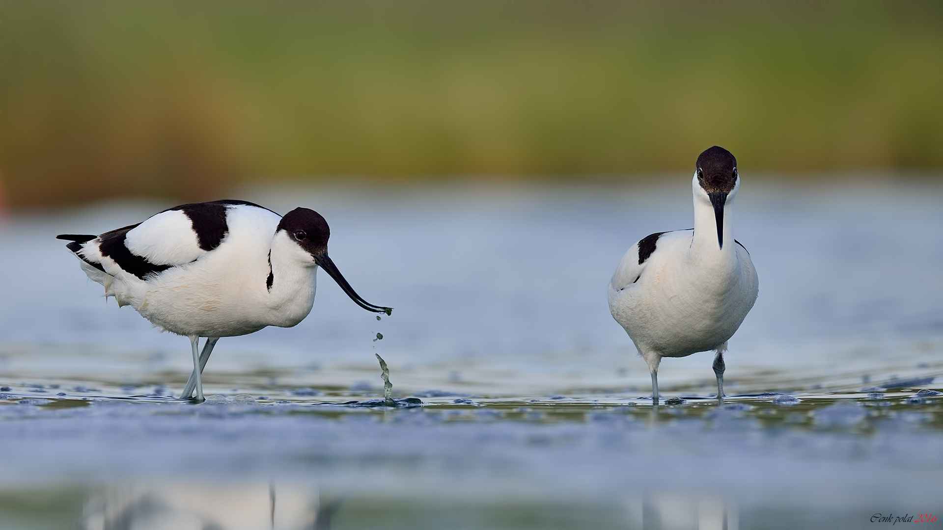 Pied Avocet